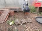 Schildkröten Thh griechische Landschildkröten