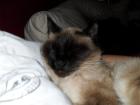 Suche einen Deckkater für eine Siam Dame